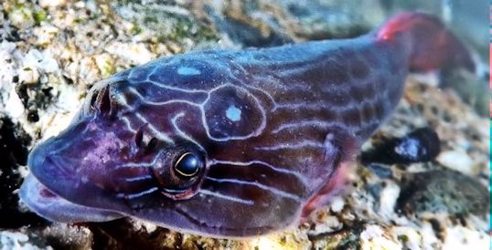 Lepadogaster purpurea_004